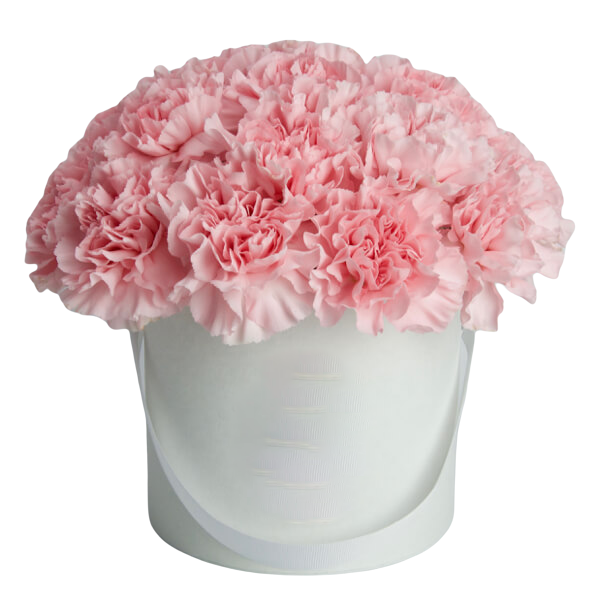 Flower box z jasnoróżowymi goździkami ułożonymi w gęstą półkulę na białym tle.